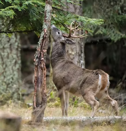 Everything a Hunter Needs to Know About Different Types of Deer Scents