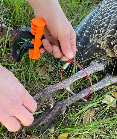 Introducing the new Fowl Cuff