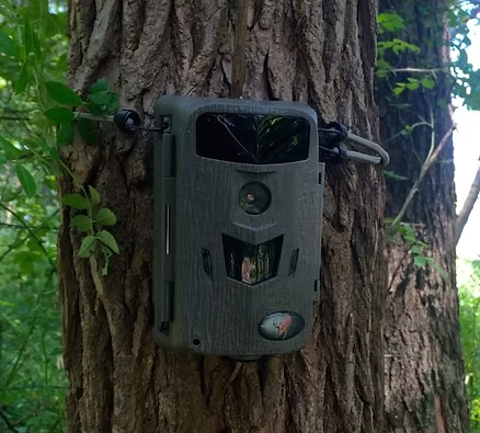 A Beginner's Guide to Using a Wildlife Webcam or trail cam for Hunting