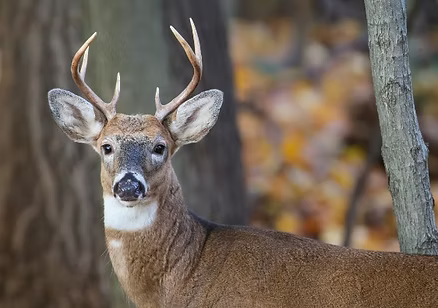 Whitetail Deer Hunting Tips for Beginners