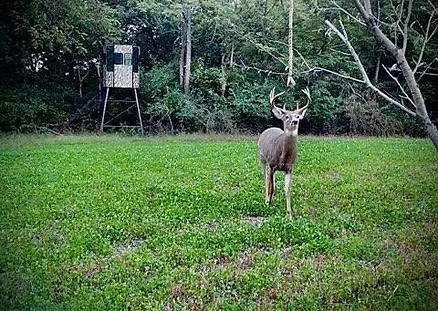 The Beginner's Guide to Hunting from a Deer Blind