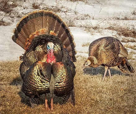 The Beginner's Guide on How to Tell the Difference and Score Big on Your First Turkey Hunt