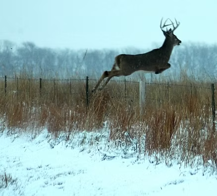Everything a Beginner Hunter Needs to Know About Finding and Tracking Whitetail Deer