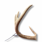 Doe Cuffs steel cable loop secured around a whitetail deer antler on a white background