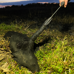 Predator Wild Game Cuffs