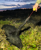 Wild Game Cuffs Drag System - 22"