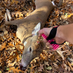 Hunter using a pink Doe Cuffs wrist-wrap deer drag on a whitetail deer in the woods