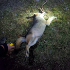 Predator Wild Game Cuffs