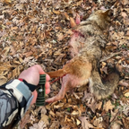 Hunter carrying a harvested coyote with Predator Cuffs using the green handle and coated steel cable